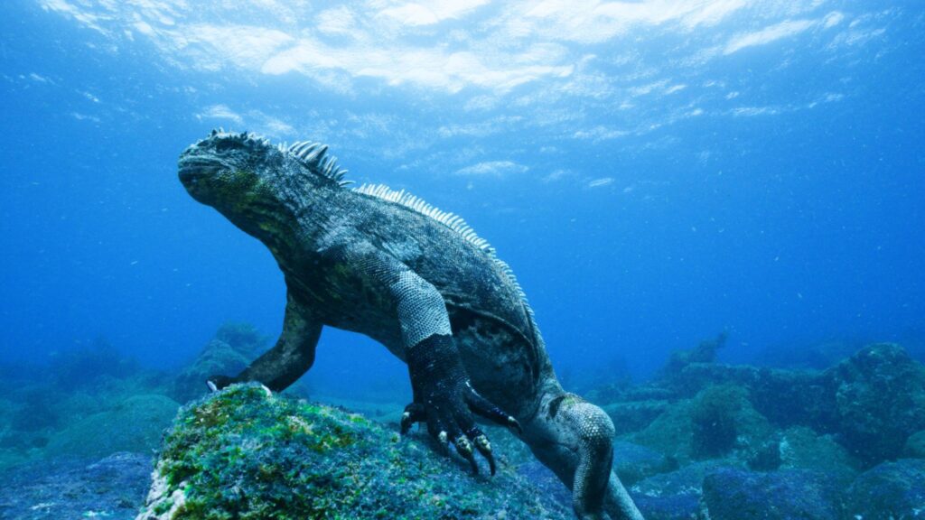 These Unique Marine Iguanas Need Protection Animal Encyclopedia