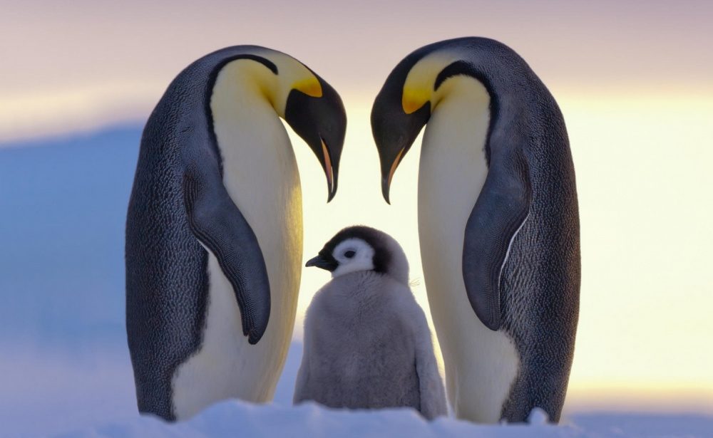 penguins-2