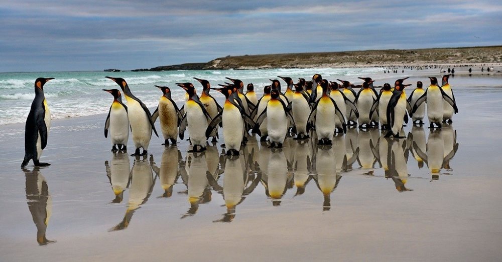 penguins-3