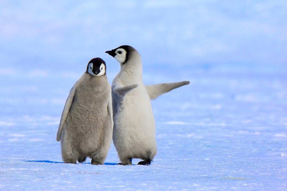 penguins-7