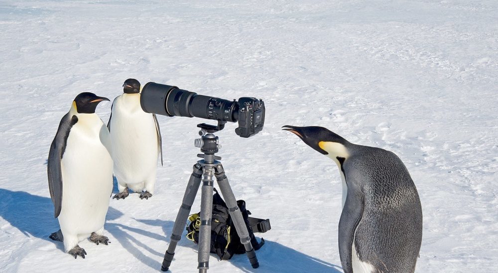 penguins-8