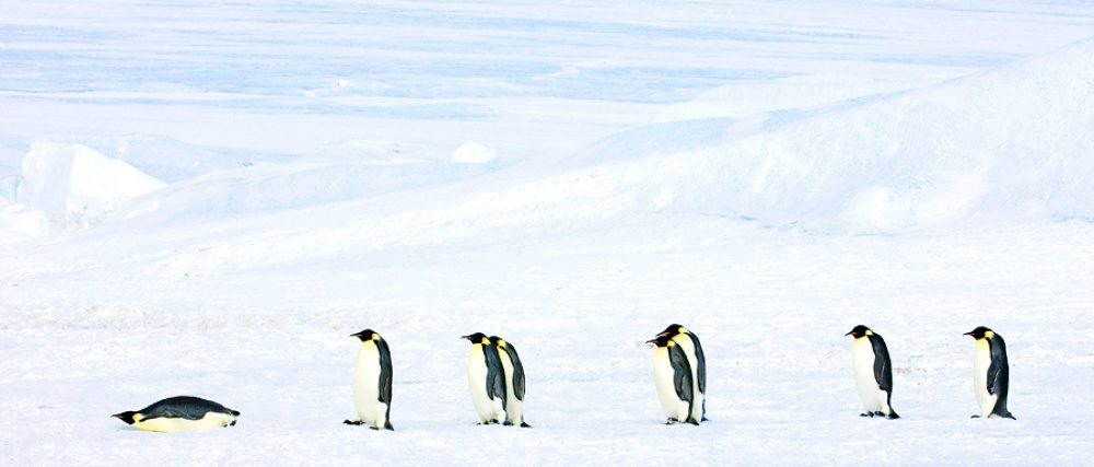penguins-9