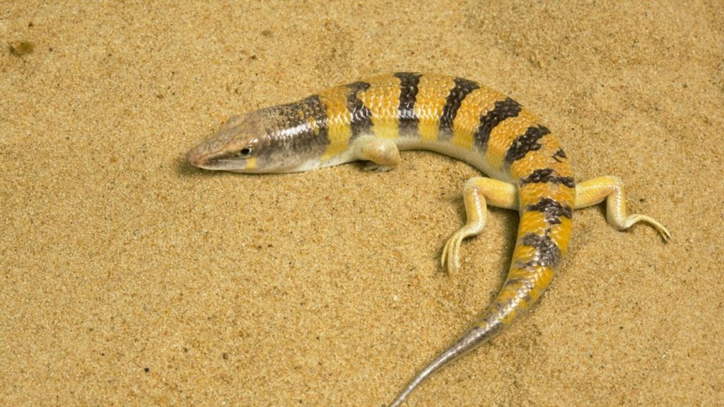 Sandfish are so called thanks to their ability to ‘swim’ though sand 