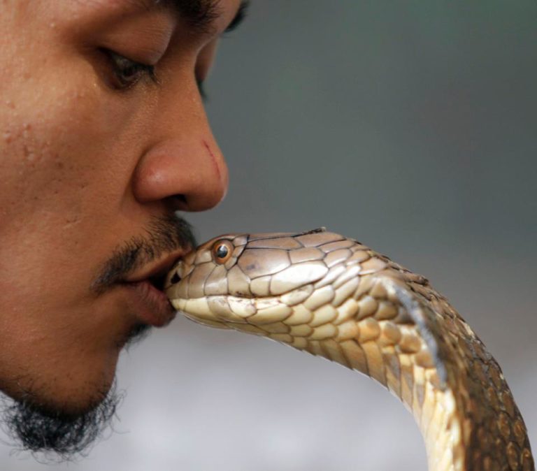 10 Facts About Snakes That Will Blow Your Mind Page 2 Animal