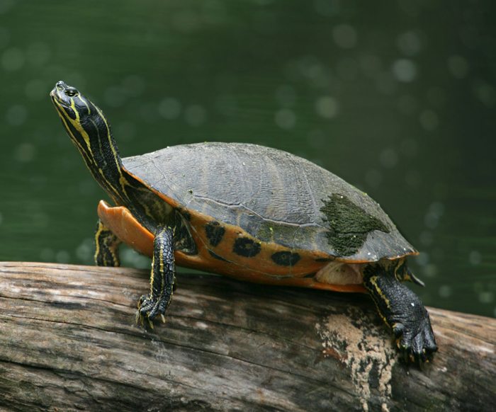 turtle-10