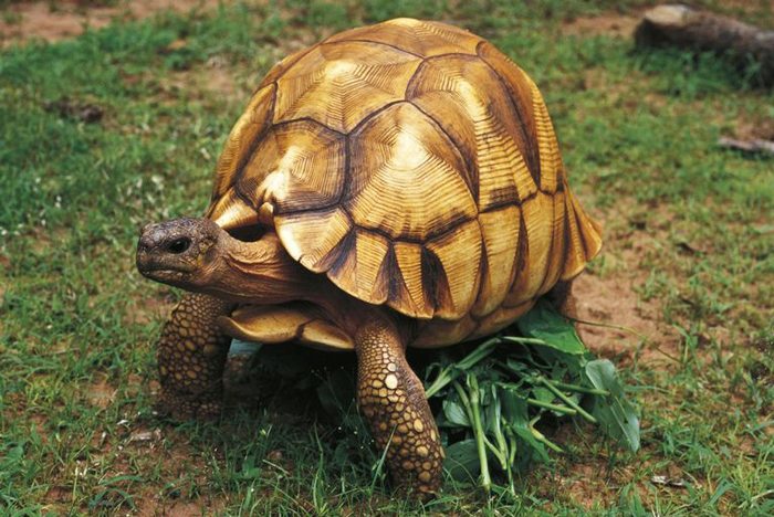 turtle-2