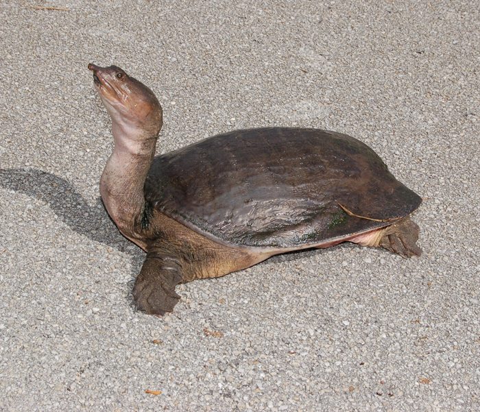 turtle-3