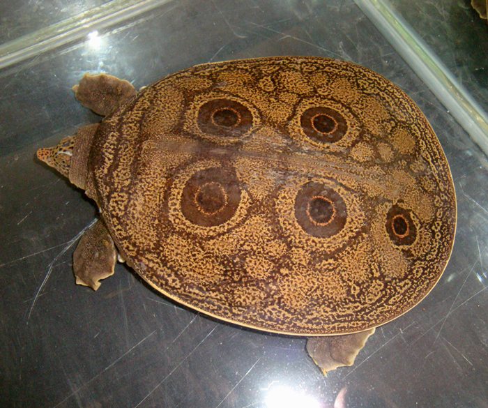 turtle-8