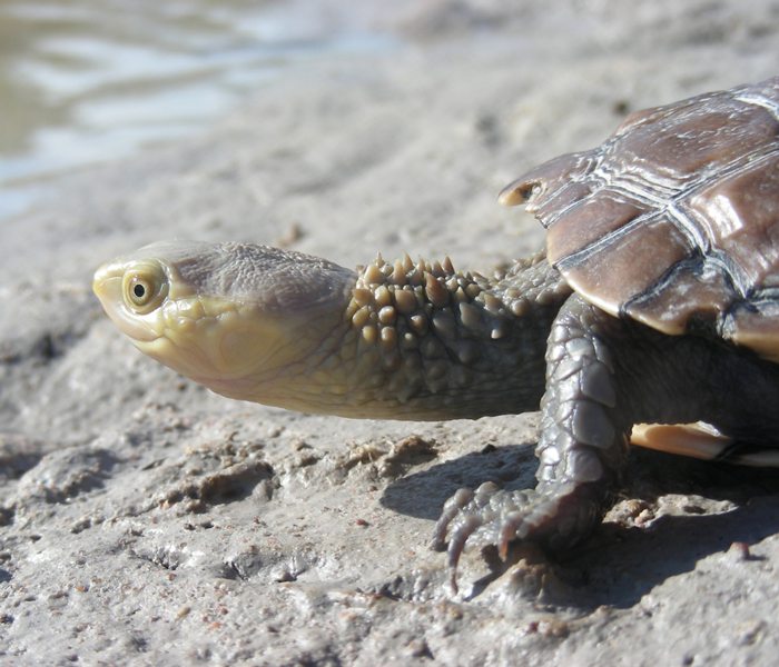 turtle-9
