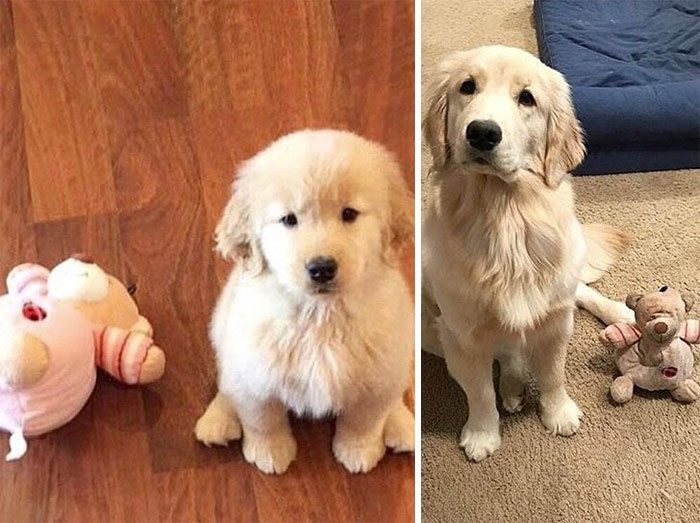 11-dogs-growing-up-adorable