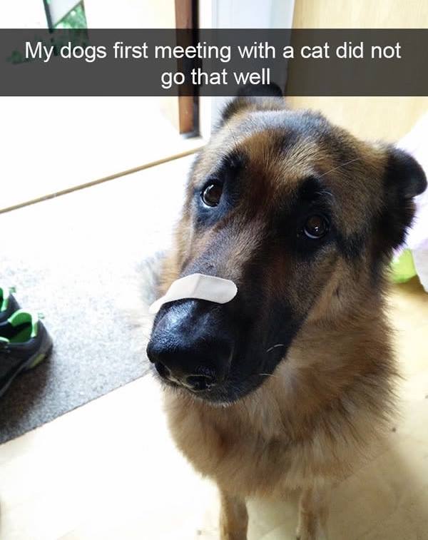 11mosthilariousdogmomentsever Animal Encyclopedia