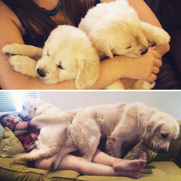 16-dogs-growing-up-adorable