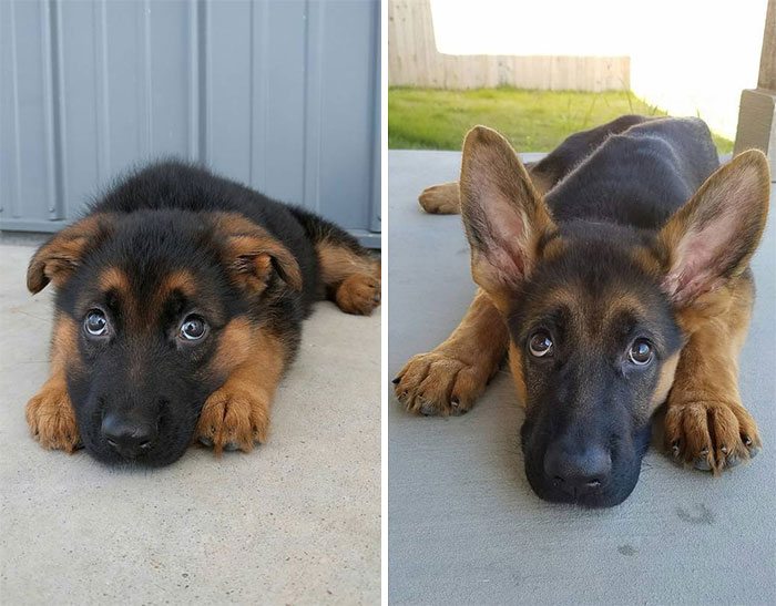 18-dogs-growing-up-adorable