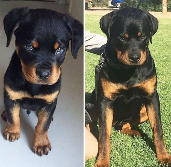 2-dogs-growing-up-adorable