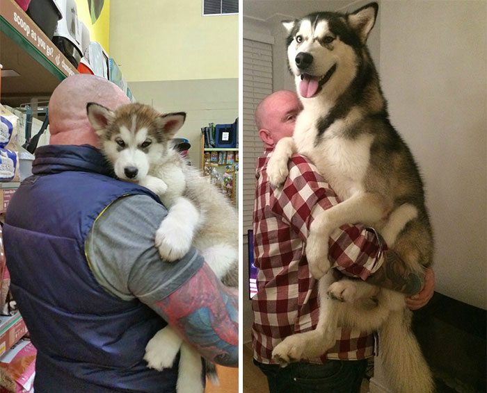 20-dogs-growing-up-adorable