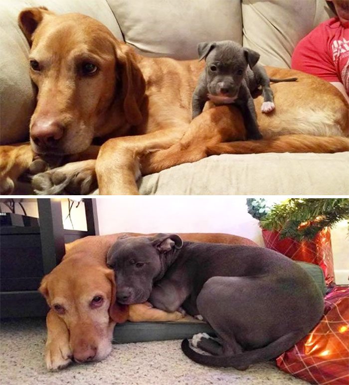 3-dogs-growing-up-adorable