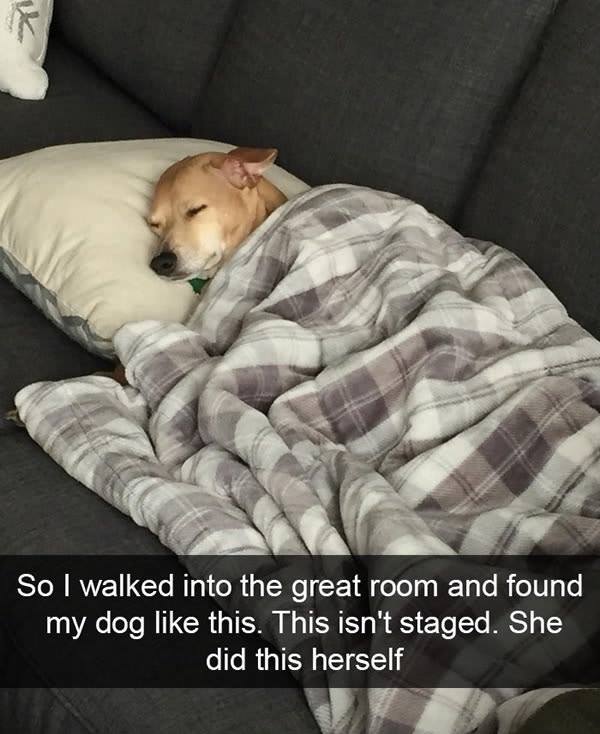 5mosthilariousdogmomentsever Animal Encyclopedia