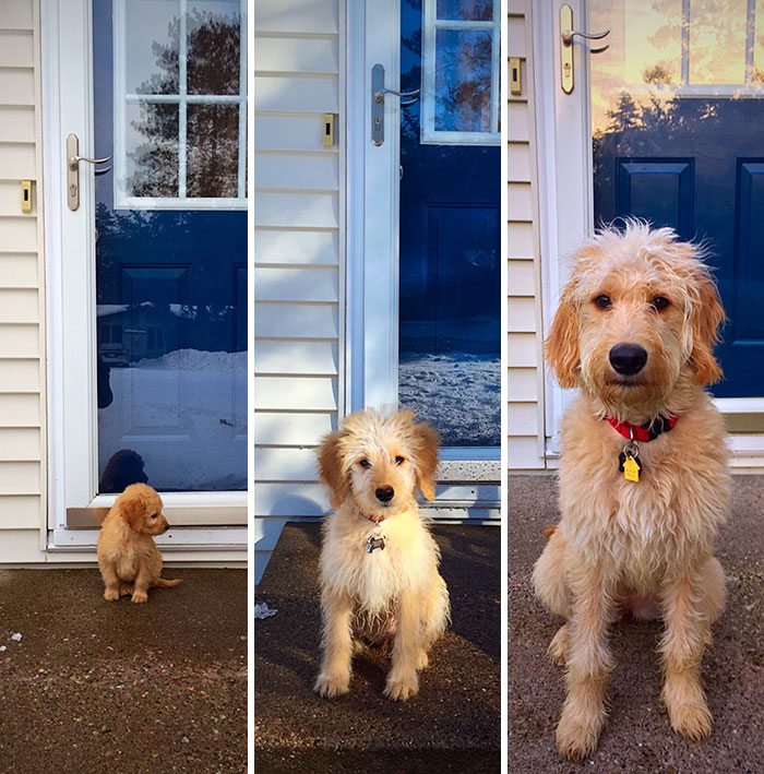 6-dogs-growing-up-adorable