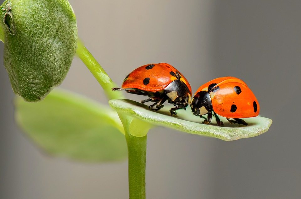 Ladybirds Ladybugs Bugs Two Love Insects Couple