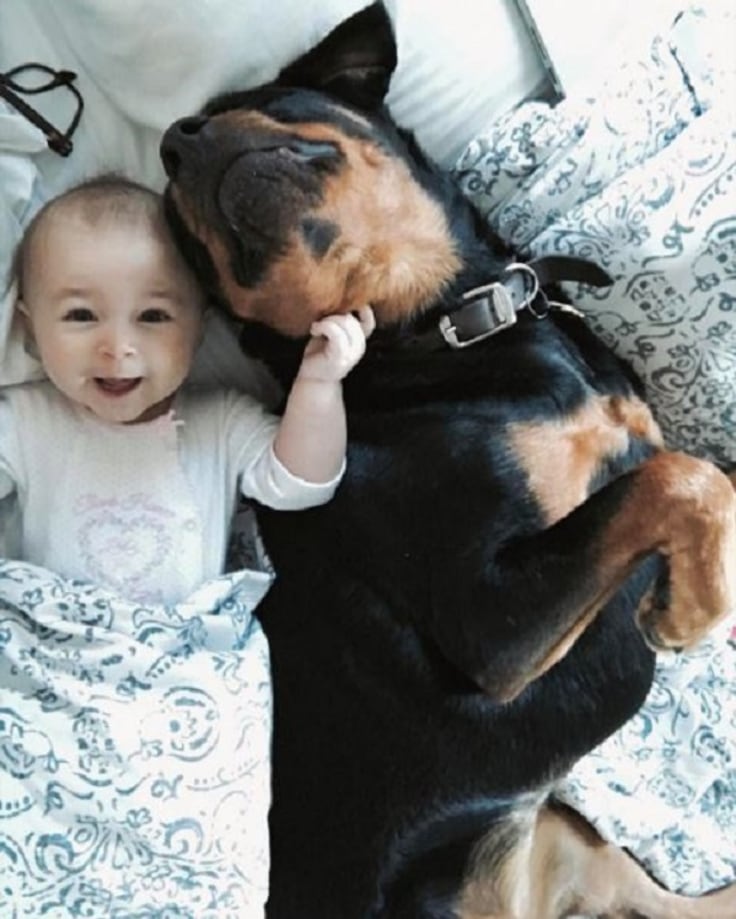 animal-babysitters-2