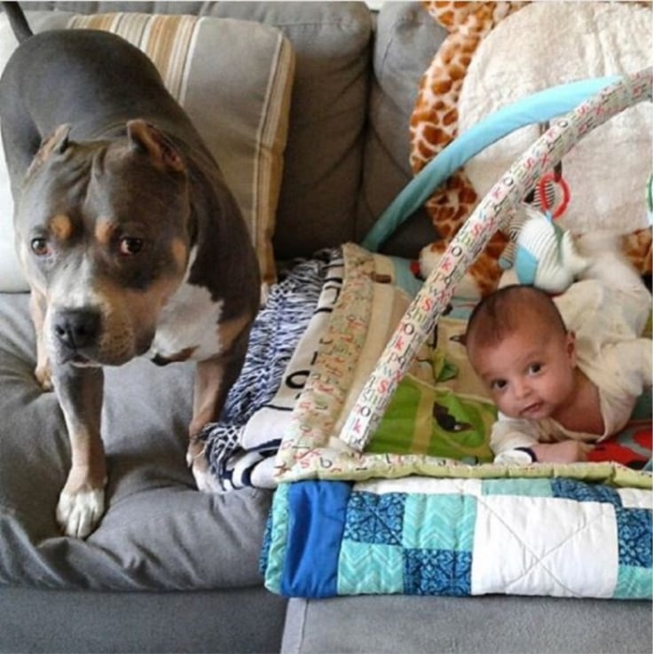 animal-babysitters-4
