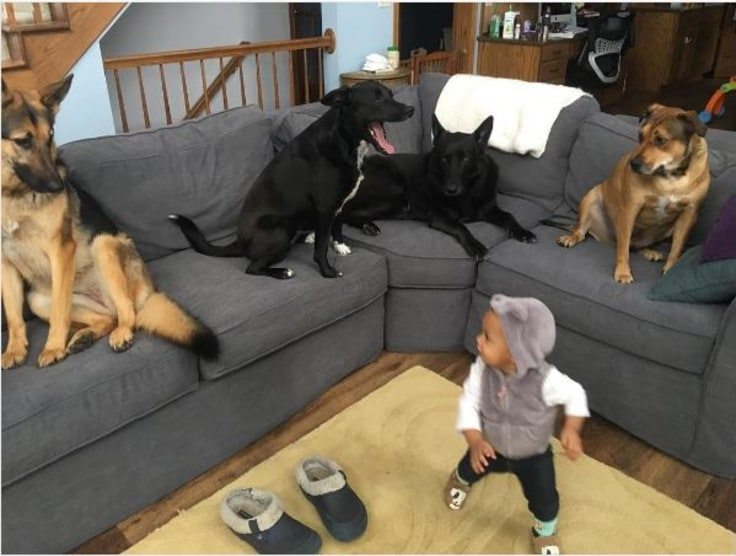 animal-babysitters-9