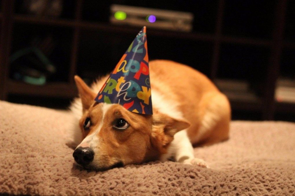 10 Hilarious Pics Of Animals  Celebrating Birthdays Page 
