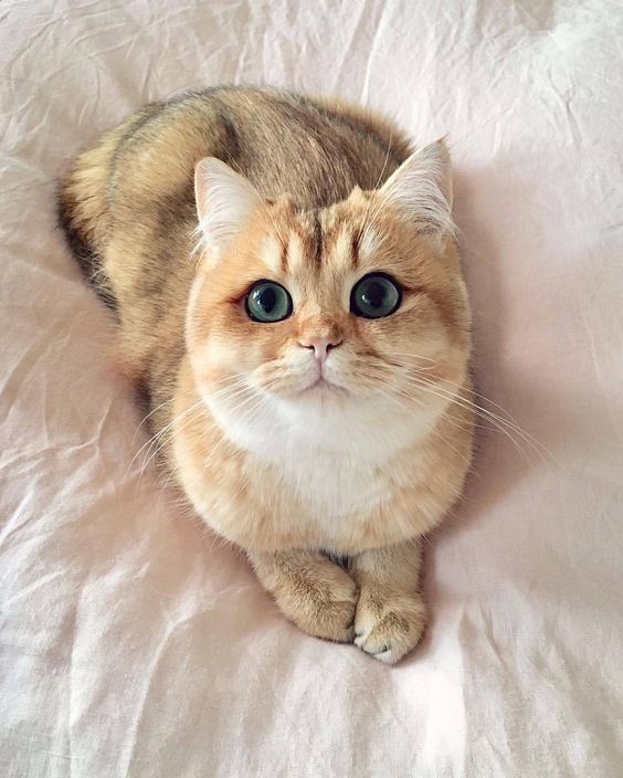 beautiful-cat