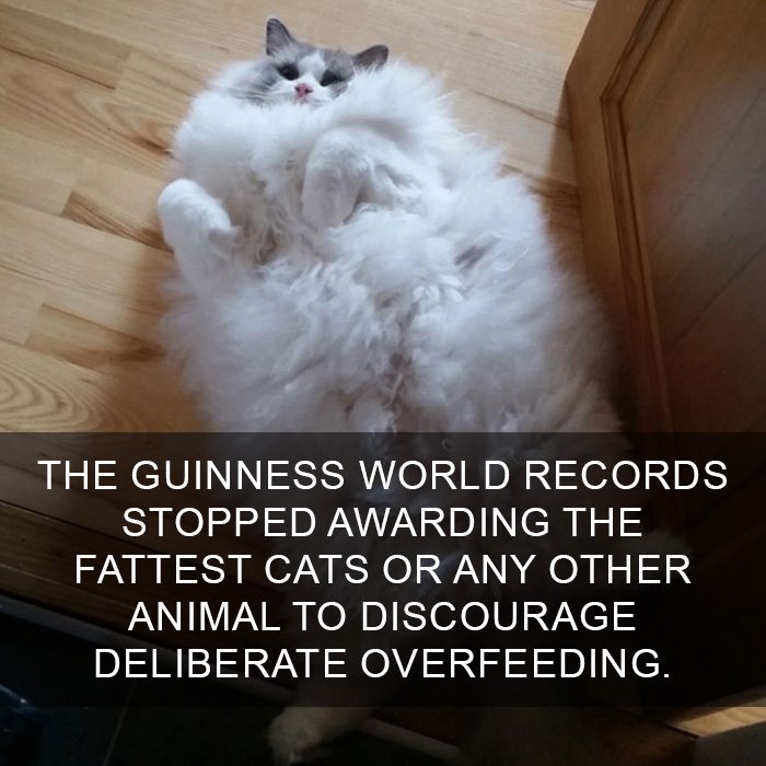 cat-facts-3