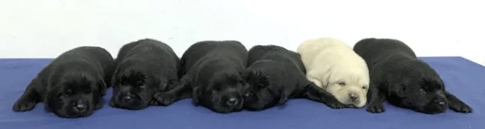 cute-puppies-1