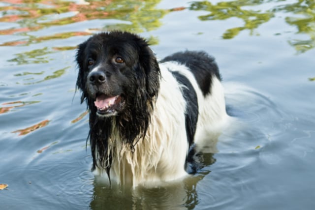 dog-best-swimmer-1