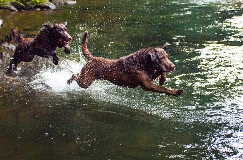 dog-best-swimmer-2