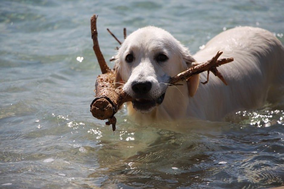 dog-best-swimmer-5