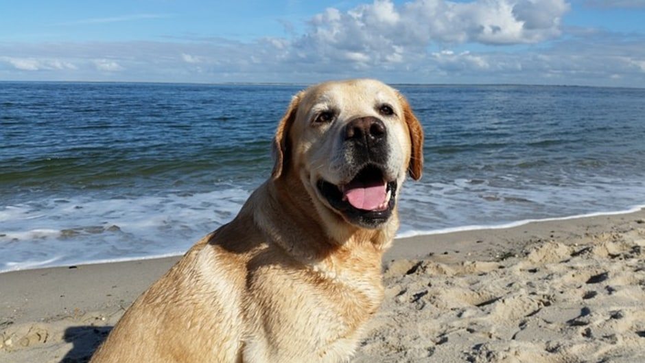 dog-best-swimmer-8