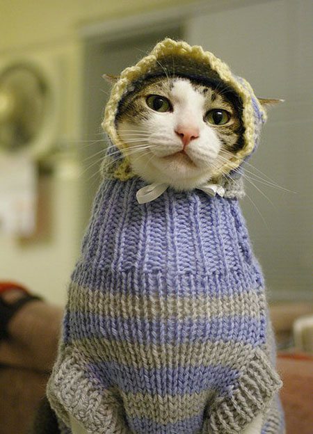 funny-animal-clothes-1