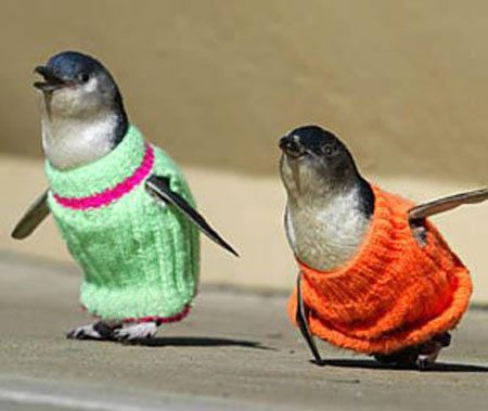 funny-animal-clothes-5