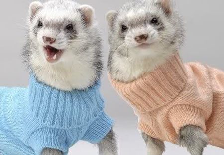 funny-animal-clothes-7