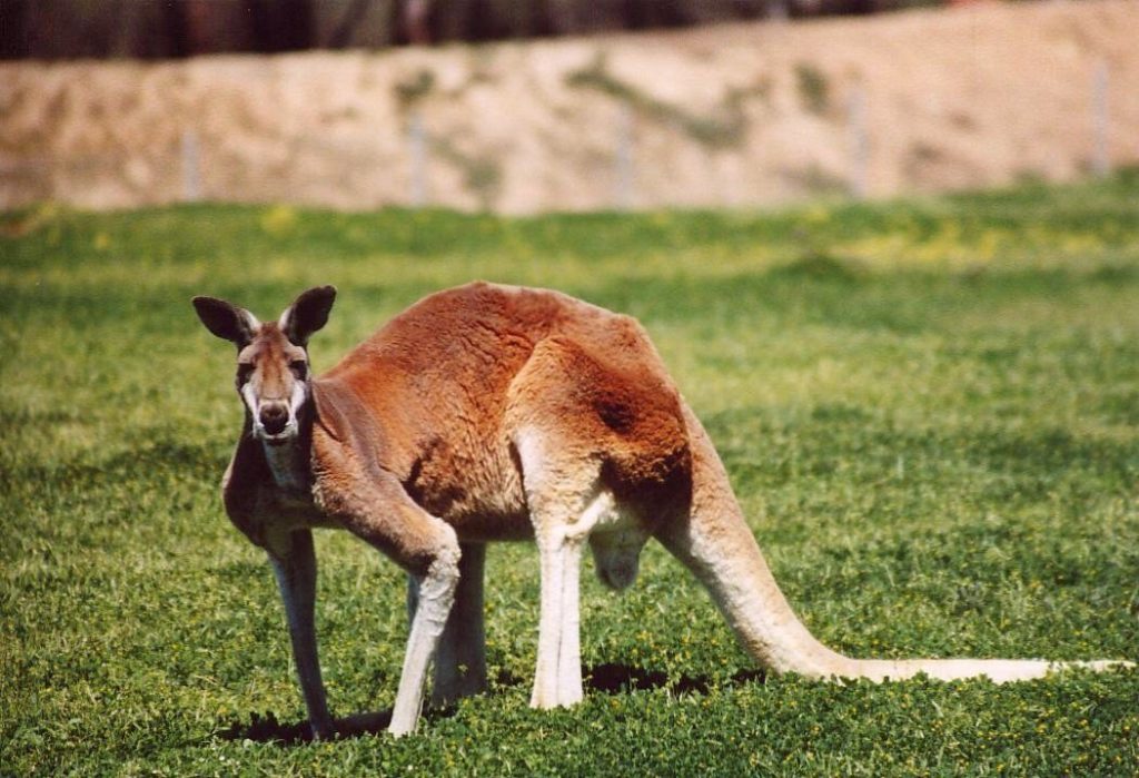 kangaroo-facts-1