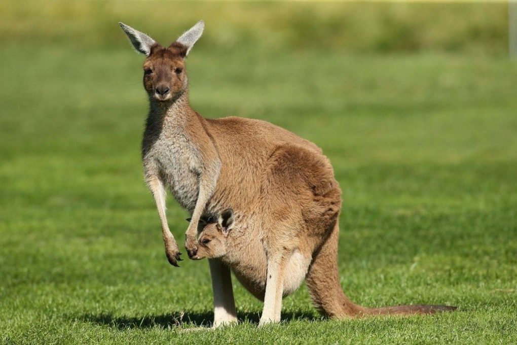 kangaroo-facts-3