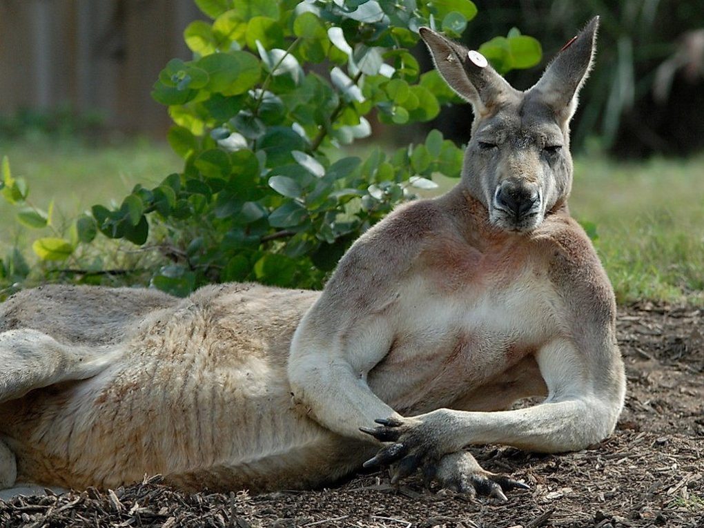kangaroo-facts-9
