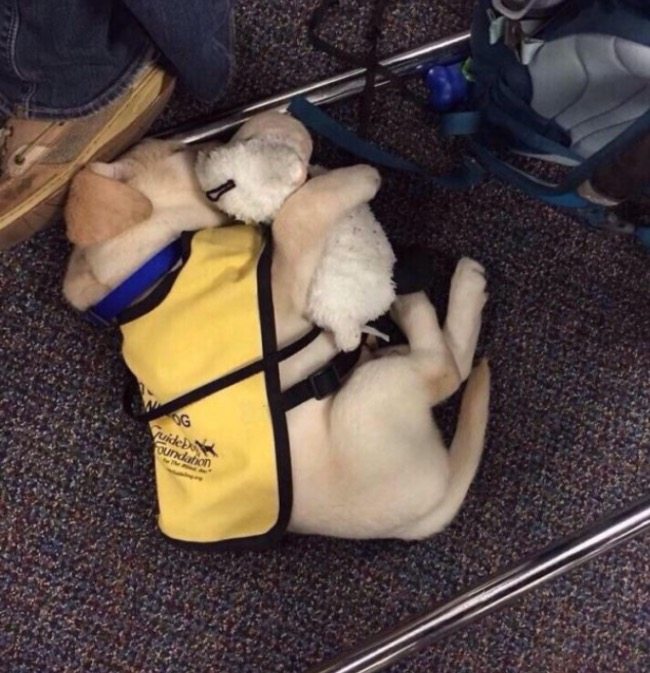 pups-training-to-be-guide-dogs-2