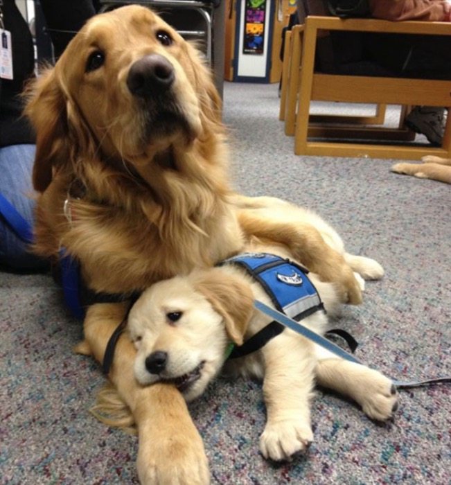 pups-training-to-be-guide-dogs-3