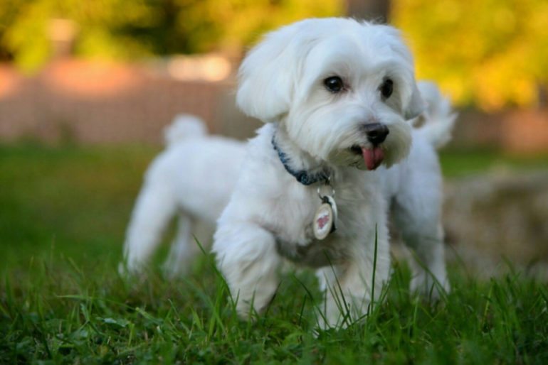 Top 10 Beautifully Small Dog Breeds Animal Encyclopedia