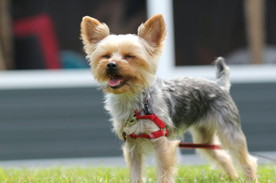 Top 10 Beautifully Small Dog Breeds – Page 10 – Animal Encyclopedia