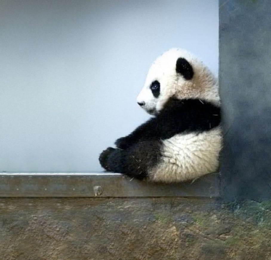 11-times-pandas-were-way-too-cute-to-handle