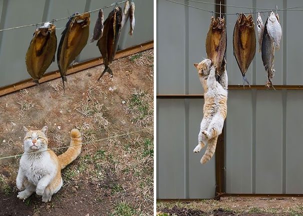 14-hiarious-times-pets-caught-in-the-act-animals