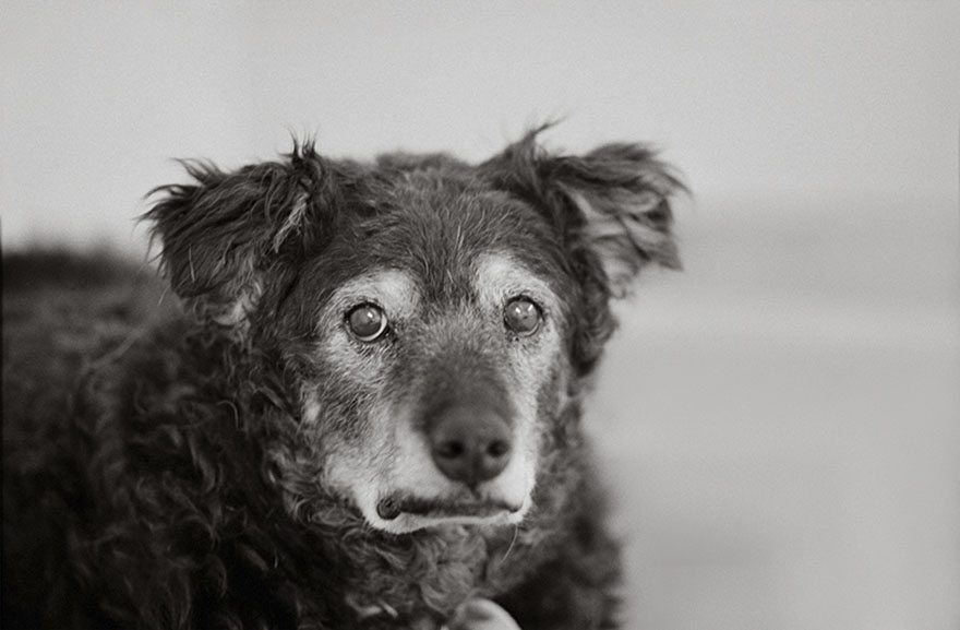 2-rare-look-at-the-lives-of-elderly-dogs
