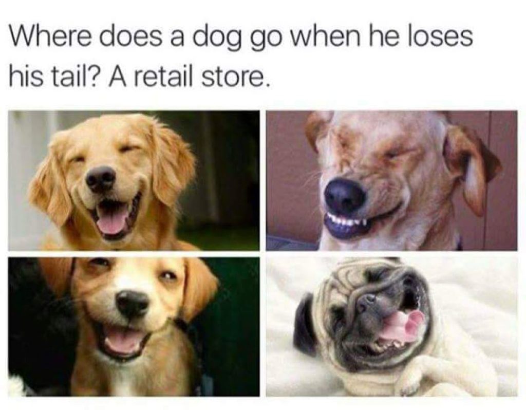 3-animal-memes-you-cant-help-but-laugh-at