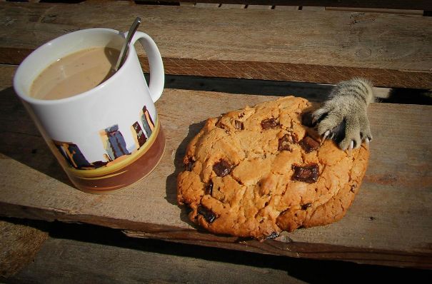 3-hiarious-times-pets-caught-in-the-act-animals
