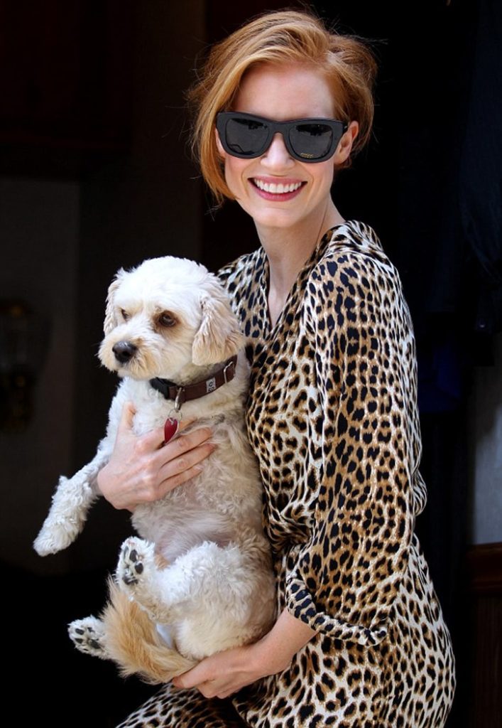 4-hollywood-dogs-incredibly-spoiled